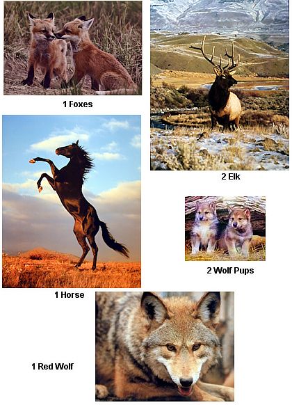 wildlife animal posters wholesale