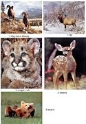 8 American Wildlife 16x20" Art Prints - One price for all!