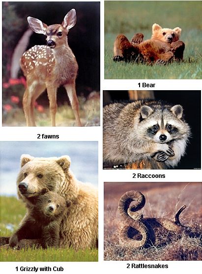 animal posters wholesale
