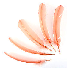 Apricot Blush Dyed Turkey Quill Feathers, Pkg of 4