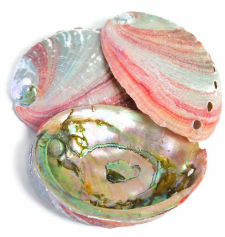 Red Abalone Shells, 2" to 4"
