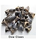 Deer Dew Claws