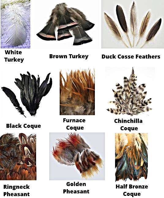 feather colors