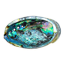 Polished Abalone Shell Smudging Dish, 6" and up