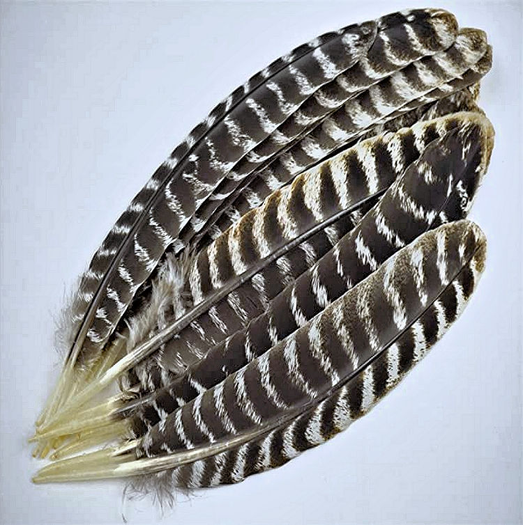 Native Crafts Wholesale - Now Open to the Public!: Barred Turkey