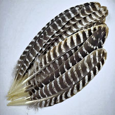 Barred Turkey Wing Feathers