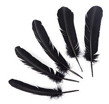 Black Dyed Turkey Quill Feathers, Pkg of 4
