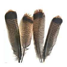 Rare Bronze Wild Turkey Feathers, 10-12\"
