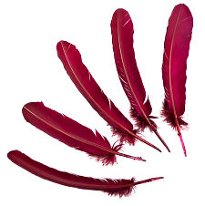 Burgandy Dyed Turkey Quill Feathers, Pkg of 4