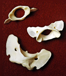 Coyote Atlas Bone, Coyote Vertebra
