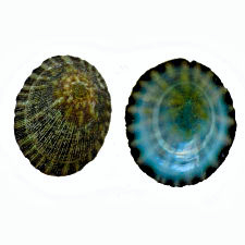 Green limpet shells, sea shell beads, Natural sea shells, earrings or pendants