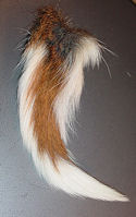 No. 1 Prime XXXL White Tail Deer Tails