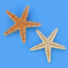 Knobby armored starfish, chocolate chip thorny star fish, sea stars, nautical beach decor