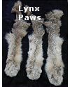 Canadian Lynx Foot