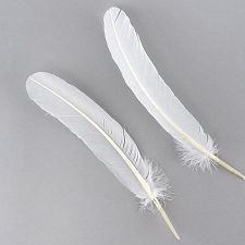 White Turkey Quill Feathers, Pkg of 4