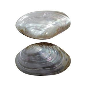 Mother-Of-Pearl shell