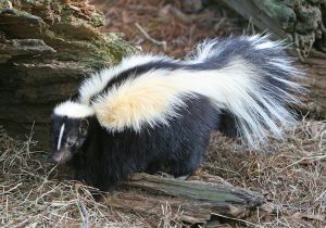 Photo of skunk